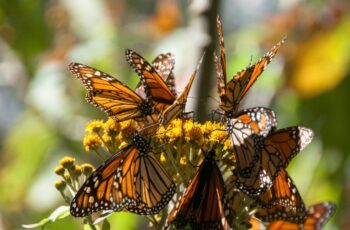 The Monarch Butterfly Biosphere Reserve