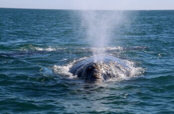 Whale Watching in Baja California​