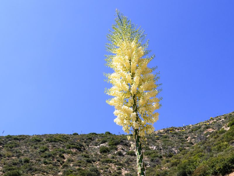 Flor de Chaparral para medicina tradicional