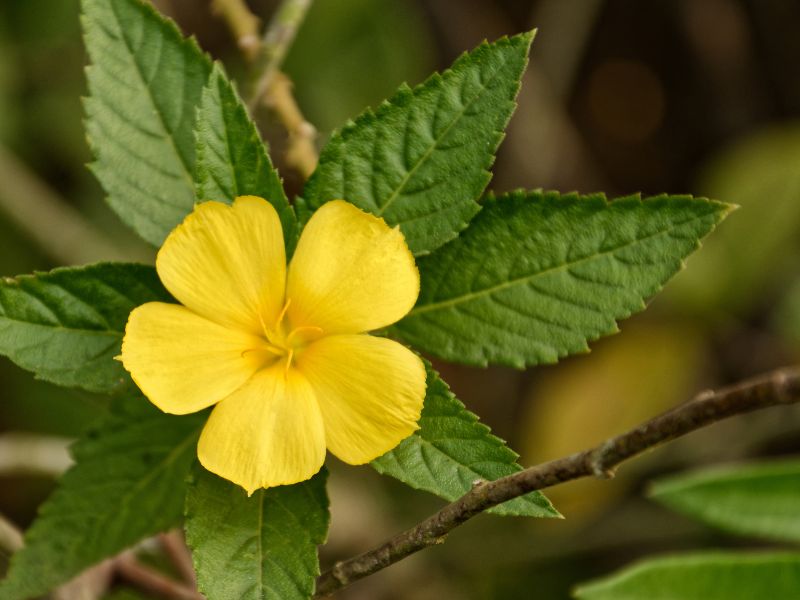 Flor de Damiana para remedios medicinales