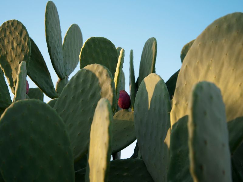 Planta de nopal para remedios tradicionales